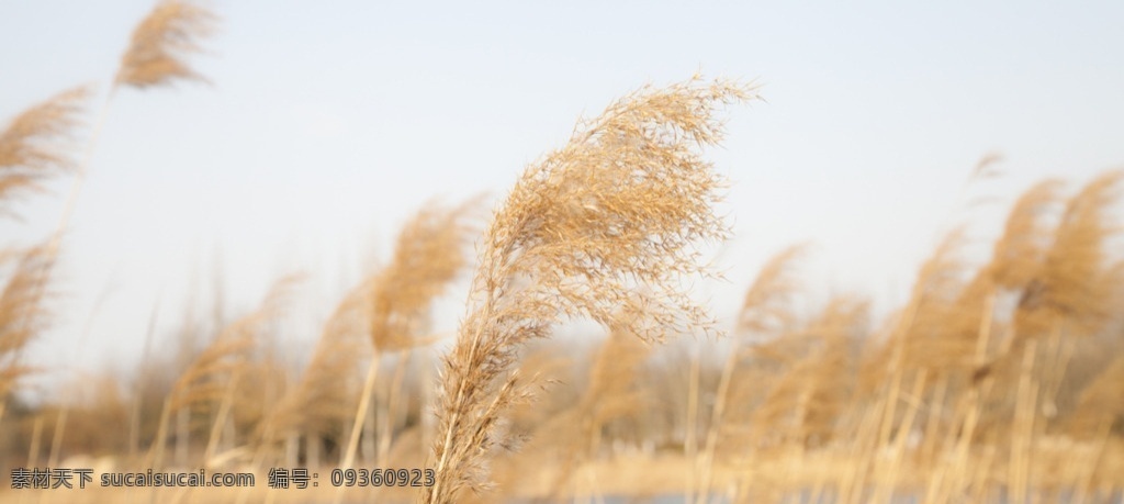逆光 芦苇 小清新 mov 风景 多媒体 实拍视频 自然风光