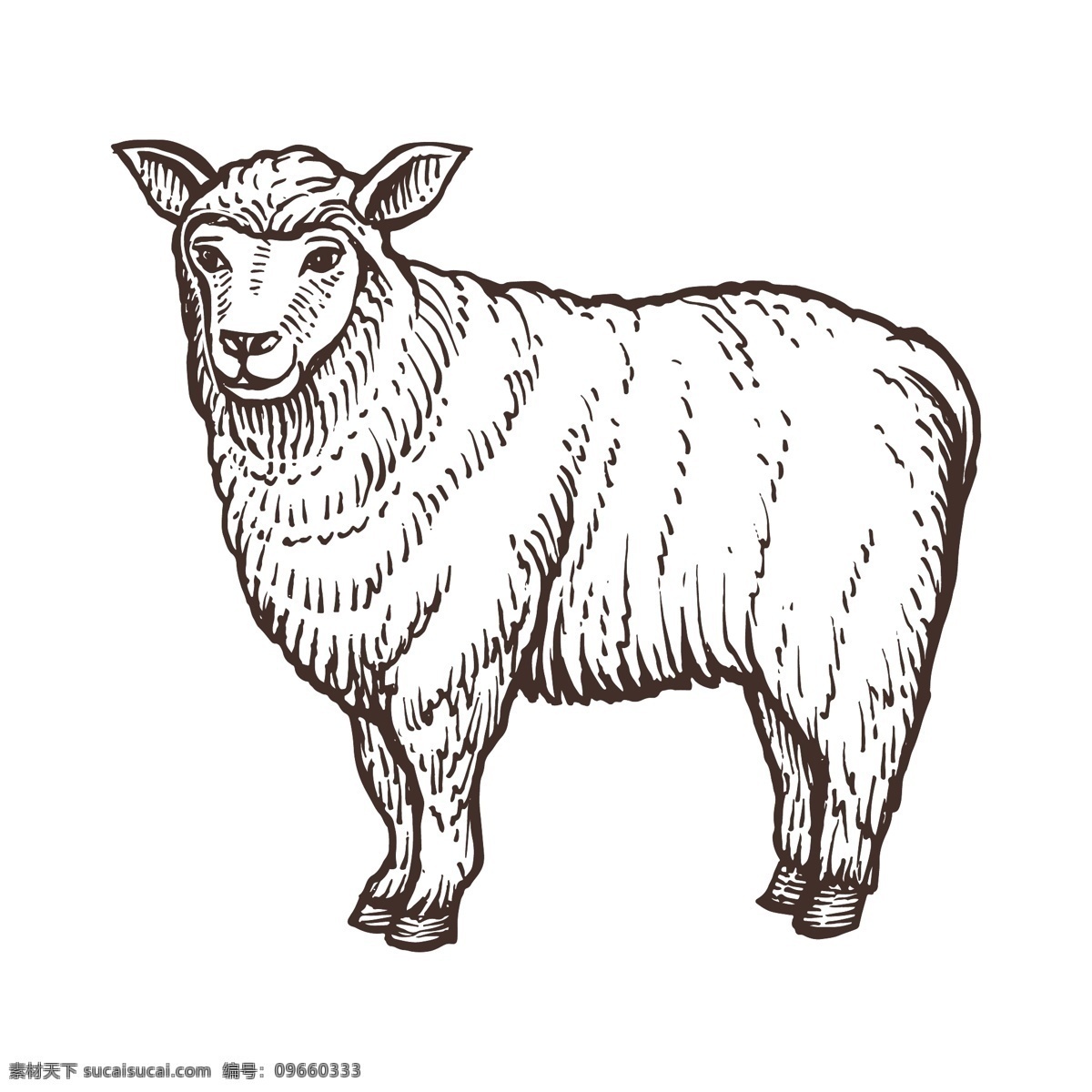 绵羊 农场 动物 草图 孤立 哺乳动物 牛肉 素描 复古 手绘 肉类 矢量 插图 牛 牛奶
