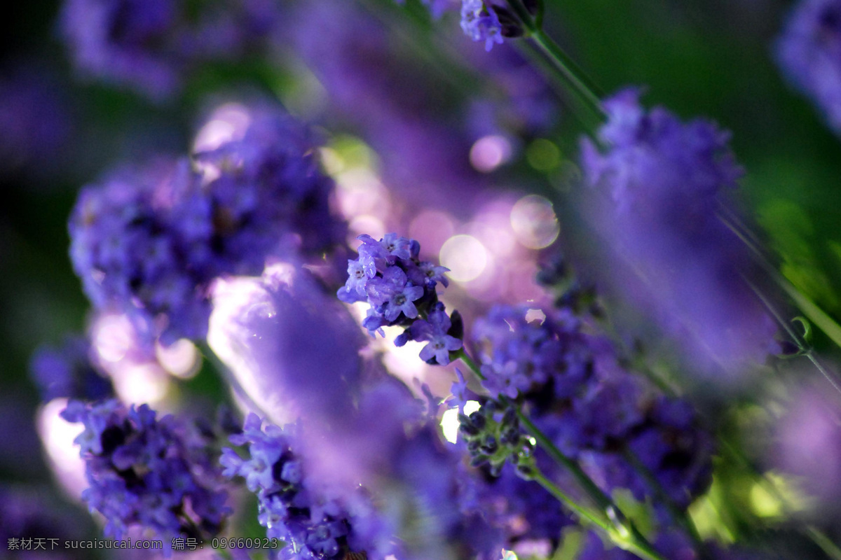 梦幻紫色鲜花 紫色花朵 野花 鲜花 紫色 花朵 绿色 清新 清爽 鲜花背景 背景素材 美丽风景 摄影图 花草树木 生物世界 黑色