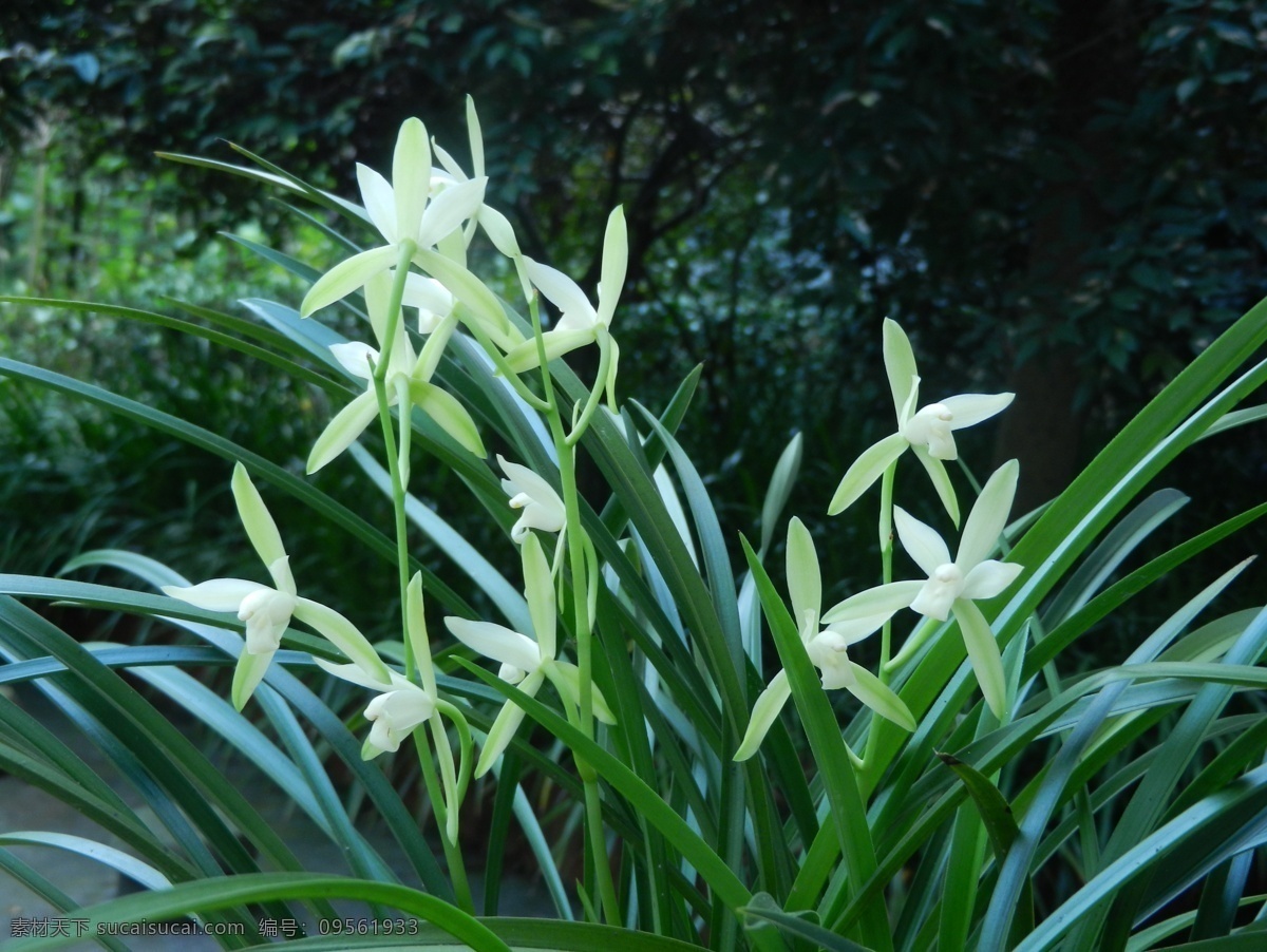 兰花 王者香 香祖 蕙兰 幽兰 生物世界 花草