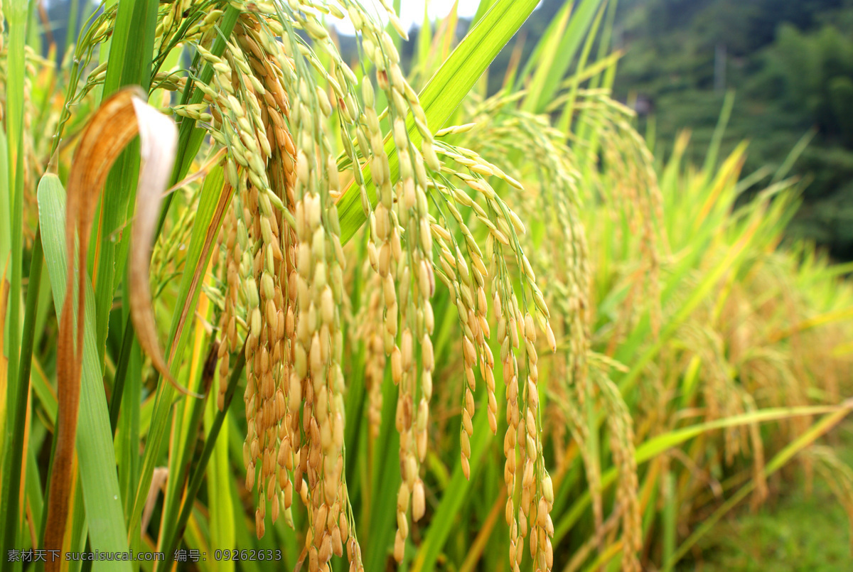 稻谷黄了 稻谷 稻子 水稻 丰收 成熟 杂交水稻 摄影图片 生物世界 花草