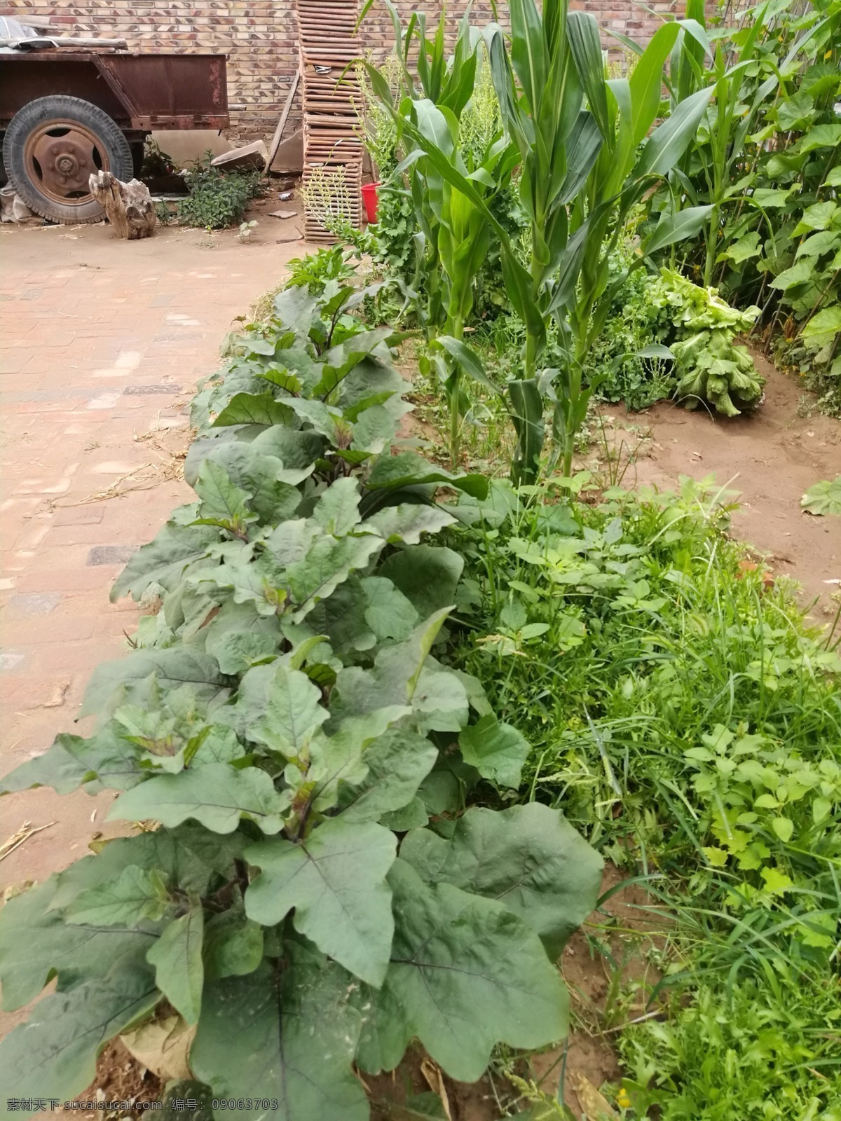 菜地菜园 菜地 菜园 蔬菜 小菜 青菜 植物 田地 农业 菜园子 农家地 种植地 小菜园 生活百科 生活素材 旅游摄影 国内旅游