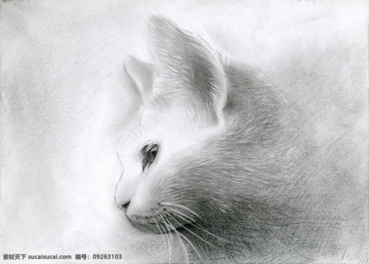 素描 猫 白猫 猫的侧脸 手绘 铅笔画 绘画书法 文化艺术