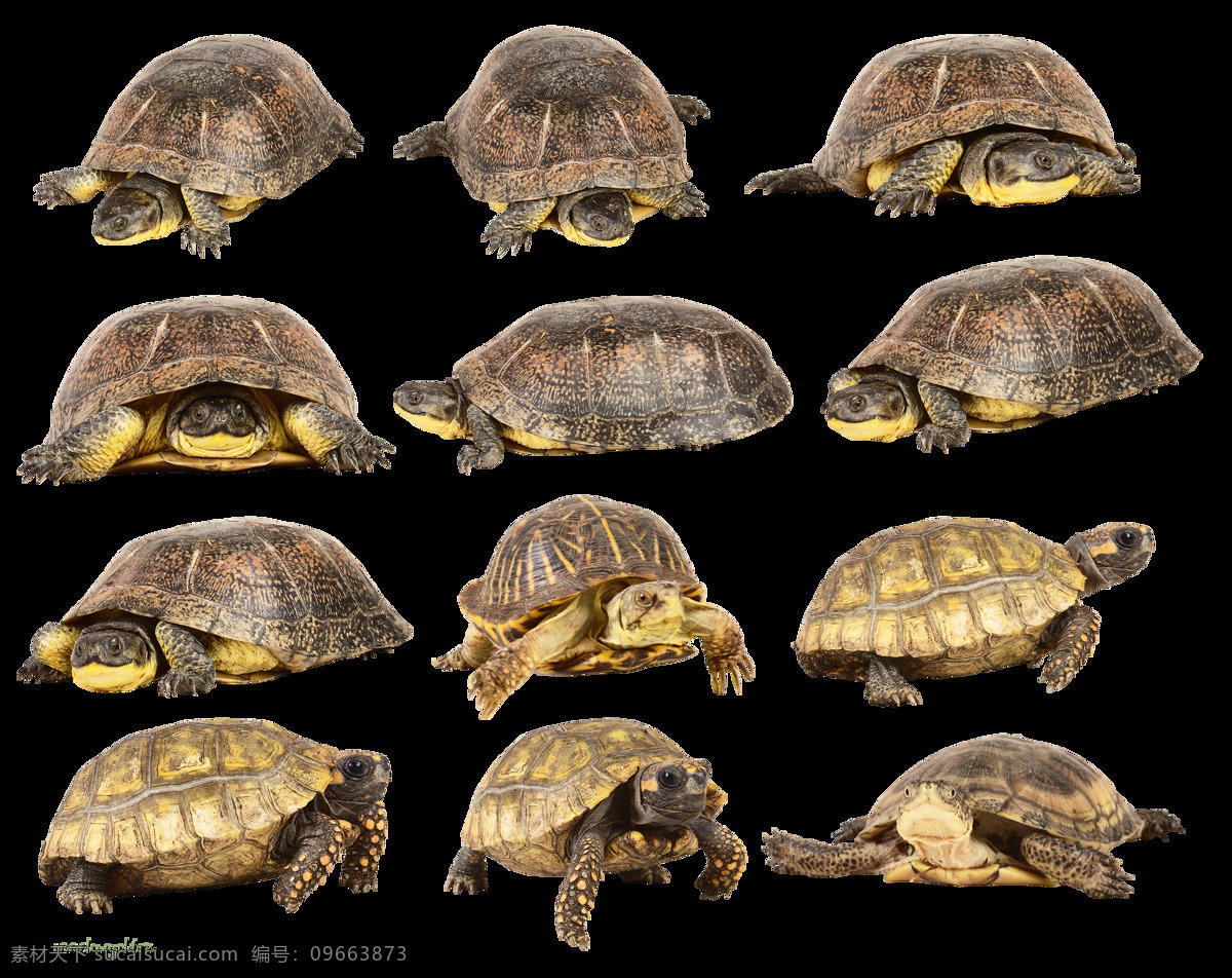 乌龟图片 乌龟 龟 海龟 龟壳 透明底 免抠图 分层图 分层 生物世界 家禽家畜
