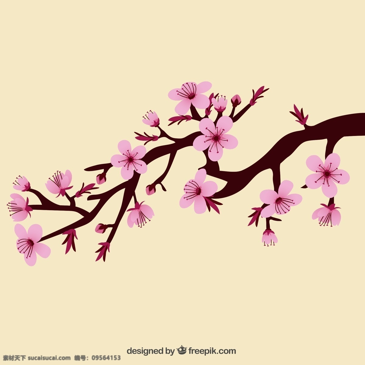 枝 美丽 樱花 花 树 日本 时间 东方 美 树枝 樱花树 白色