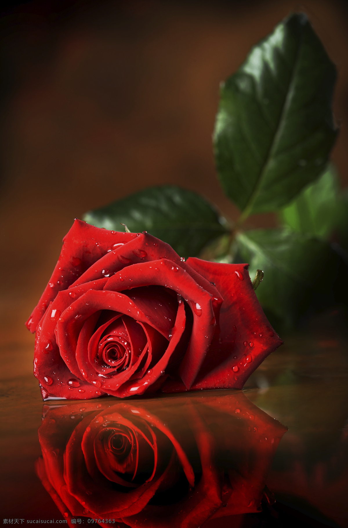 玫瑰花 素材图片 叶子 植物 水滴 花朵 鲜花 浪漫 温馨 节日庆典 生活百科