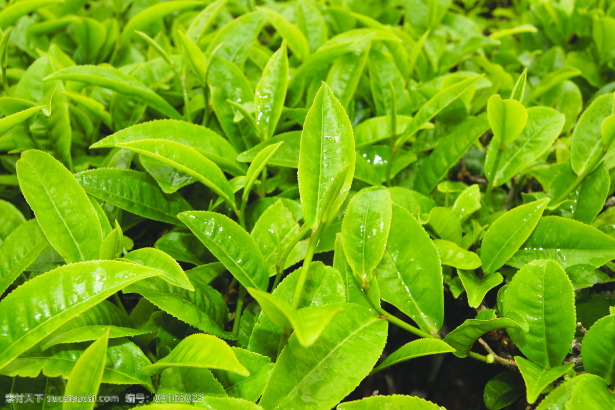 茶叶 普洱茶 春天 茶 新芽 生态 绿色 生物世界 树木树叶