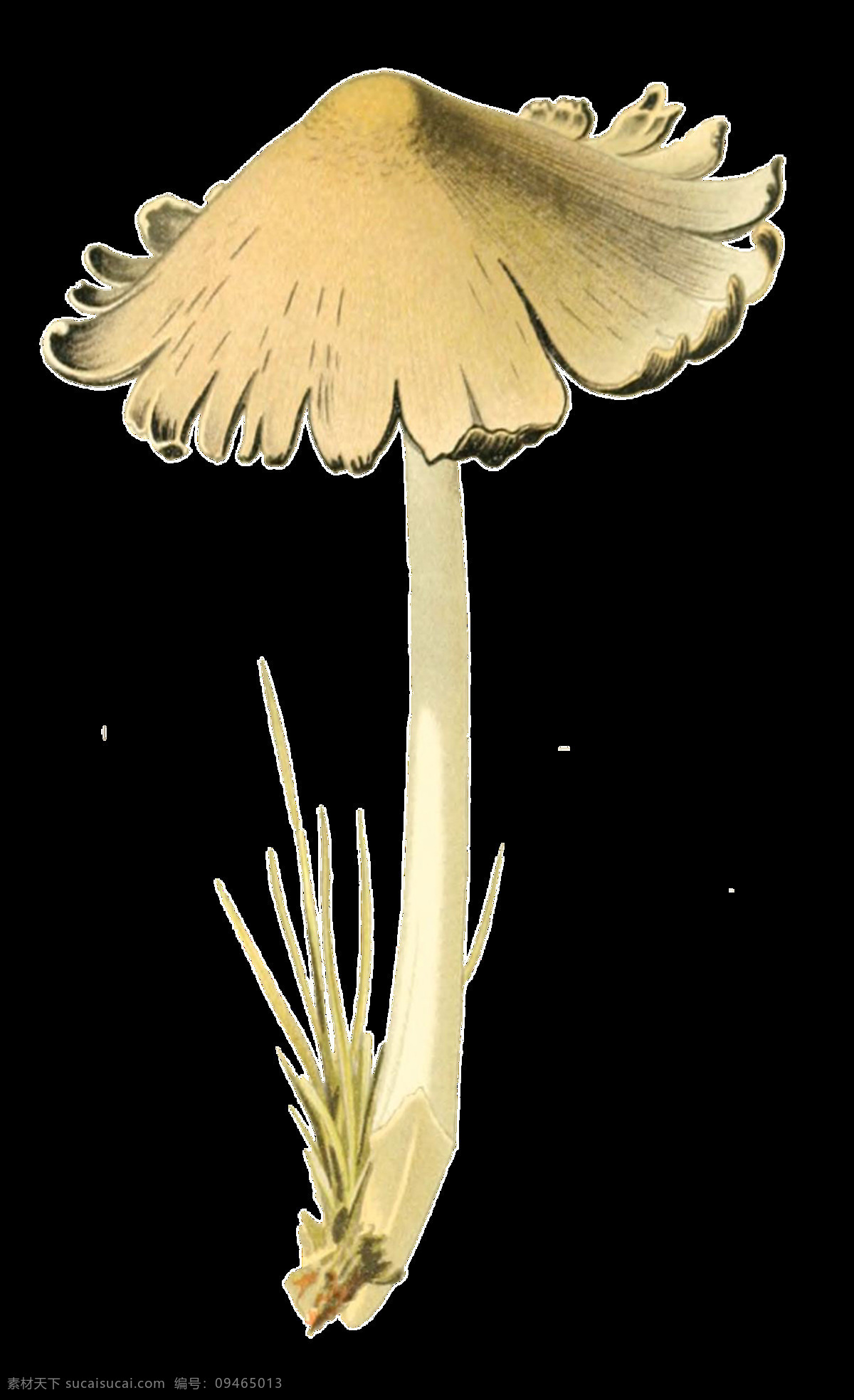 卡通 手绘 白色 野 蘑菇 透明 装饰 菇类 菌类 免扣素材 伞状 透明素材 小草 装饰图片