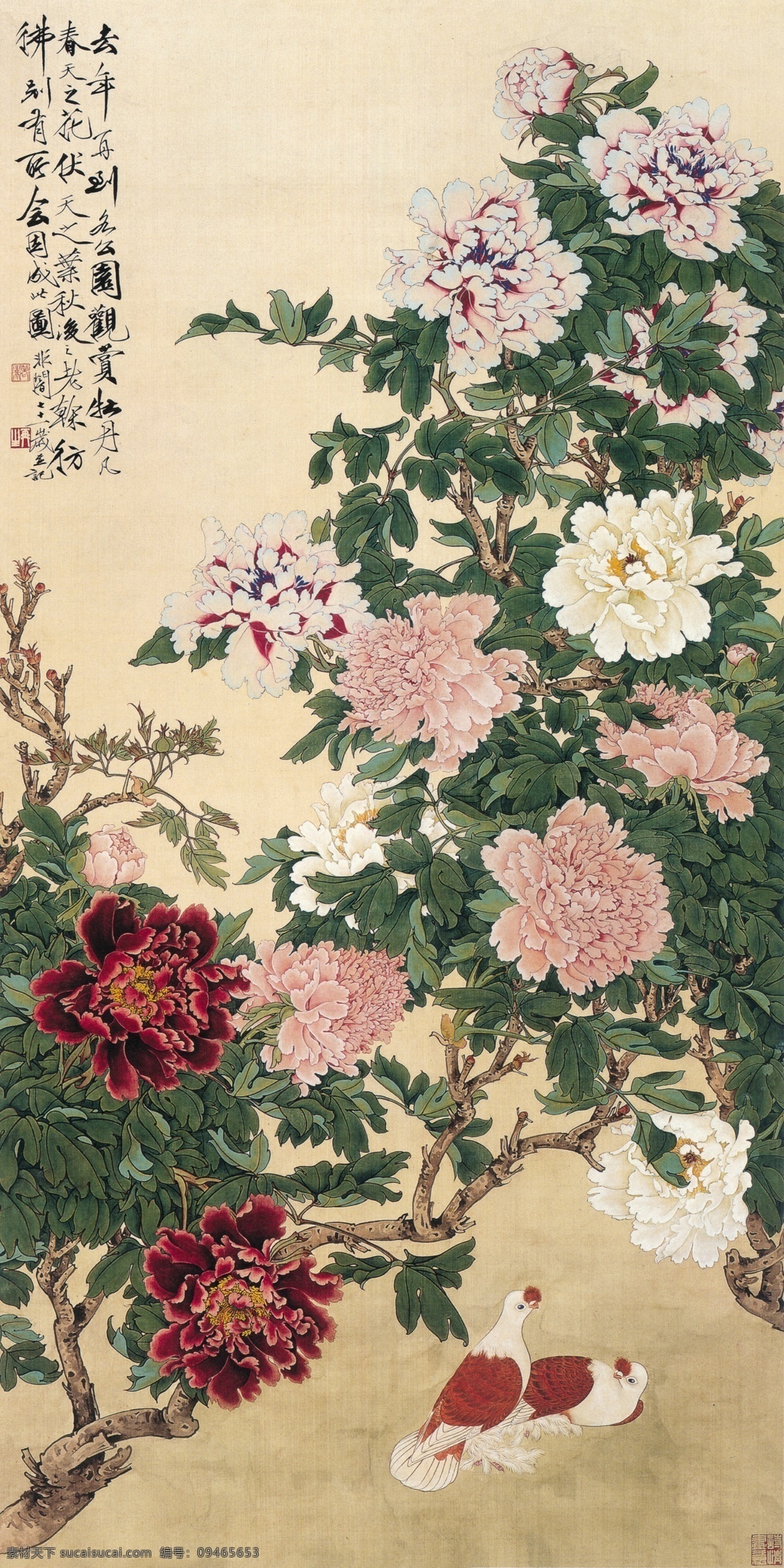 牡丹鸽子 牡丹 鸽子 粉色牡丹 工笔 于非闇 绘画书法 文化艺术
