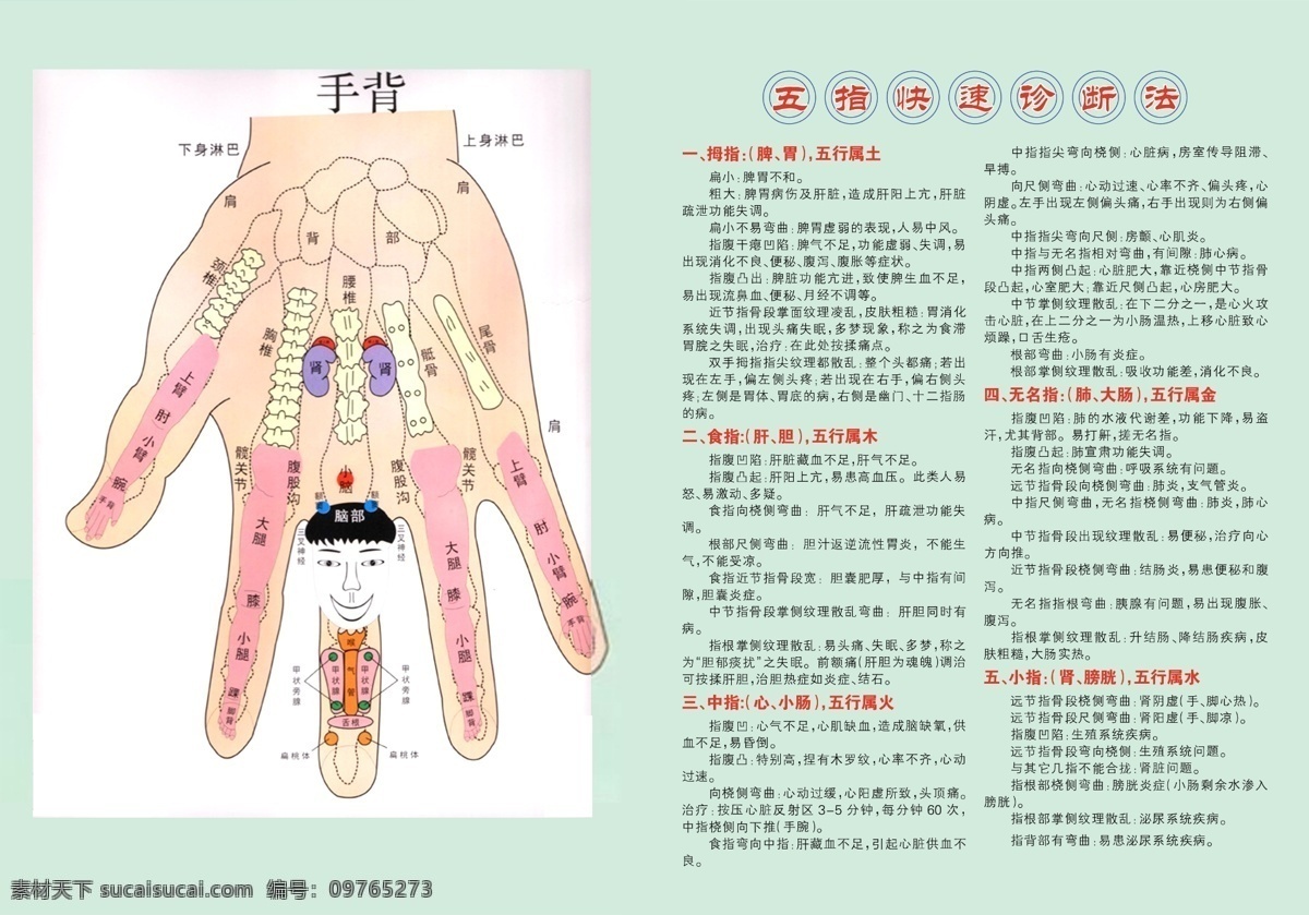 手诊图 手背 五指 快速 诊断法 拇指 食指 中指 无名指 小指 分层 源文件