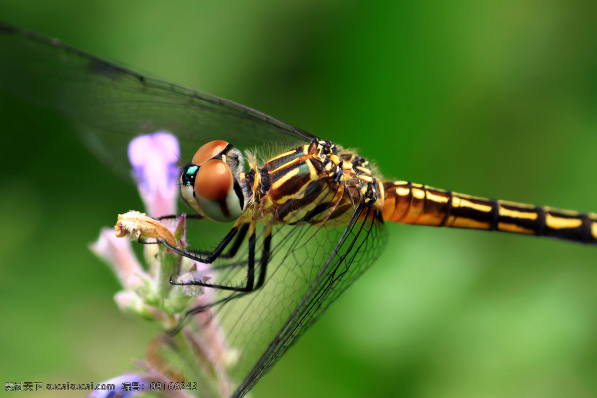 蜻蜓 昆虫 攝影 生物 生物世界 照片 動物 飛行 寫真