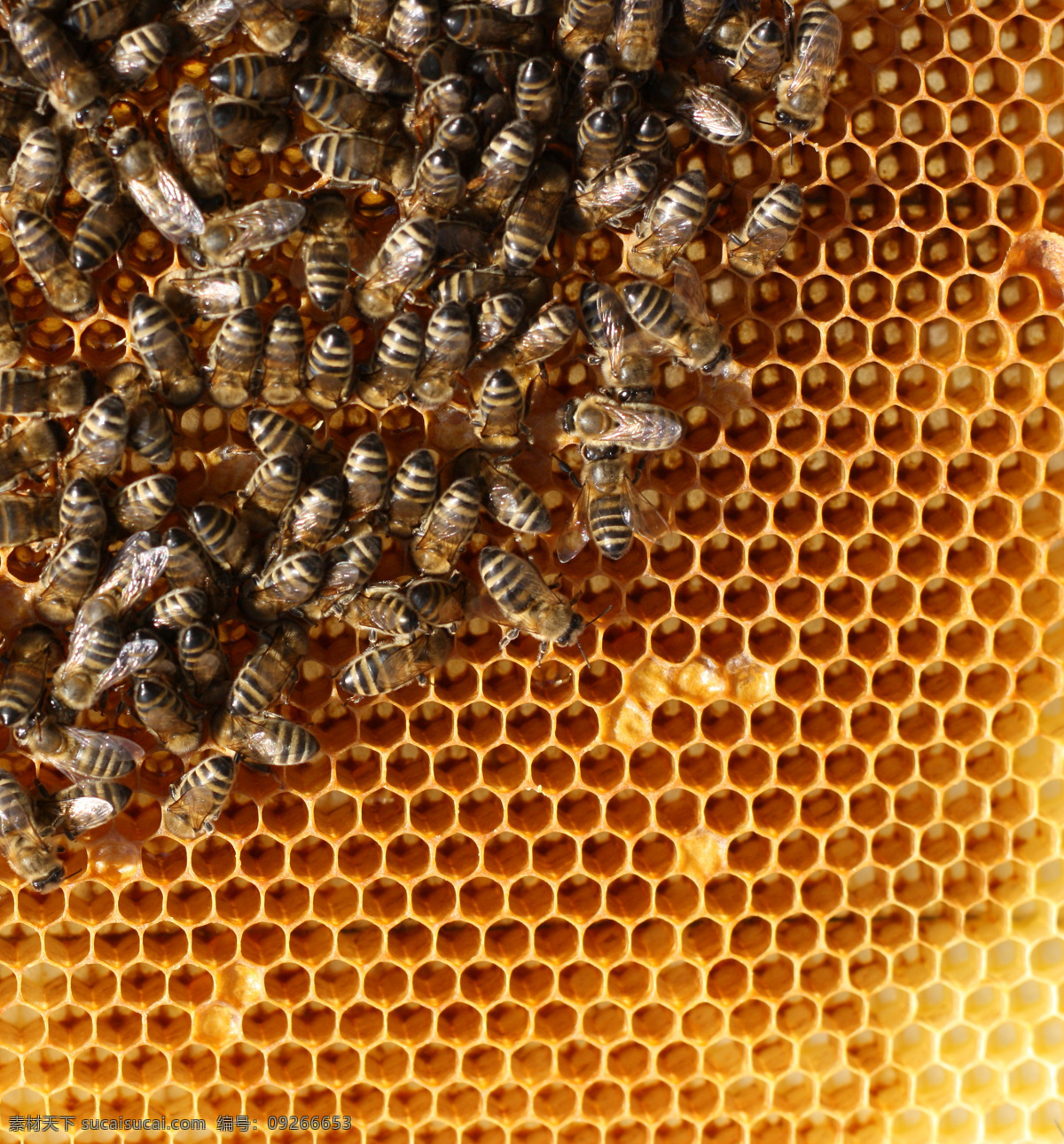 蜜蜂 蜂巢 蜂蜜 蜂窝 补品 昆虫世界 生物世界