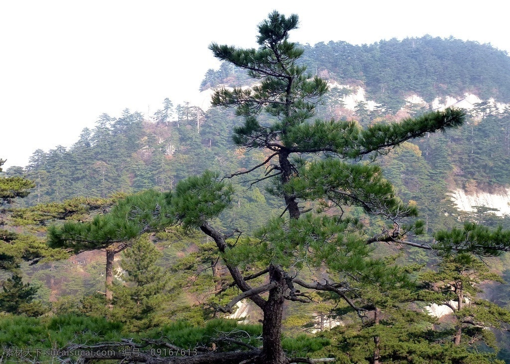 青松树 青松 树 高山 登高 绿树 大山 景观 自然风景 树木树叶 生物世界
