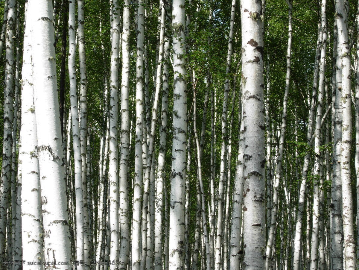 白桦树 额尔古纳 莫尔道嘎 原始林区 白桦林 树木树叶 生物世界