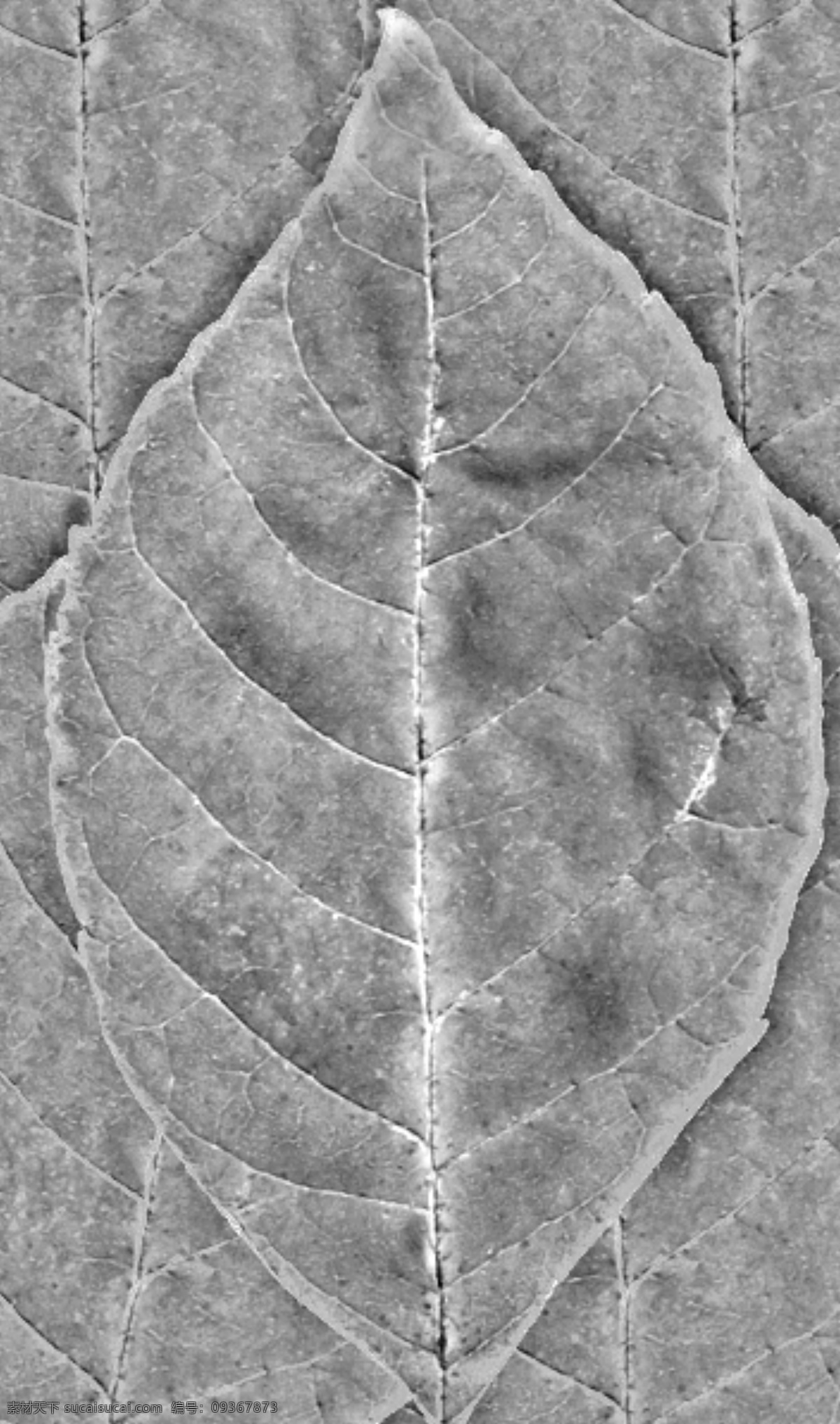 墨绿色 大树 模型 墨绿 树叶 植物 3d模型 笔直 茂盛