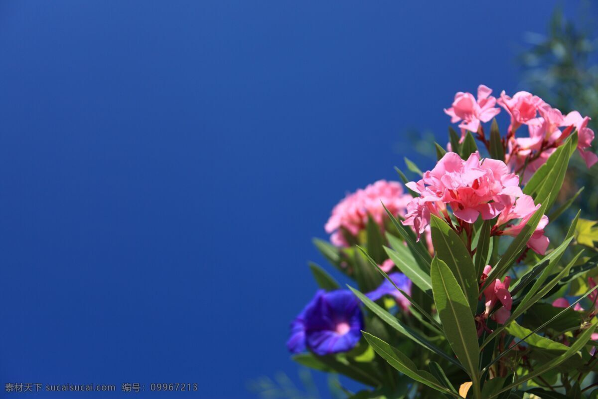 蓝天 下 盛开 夹竹桃 花朵 背景 风景 蓝色