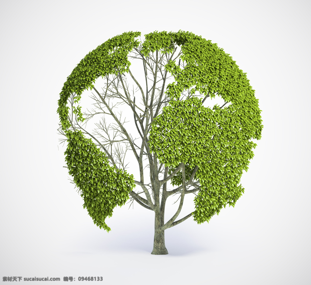 树 植物 树叶 个性的树 园艺 造型 节能素材 其他类别 生活百科 白色