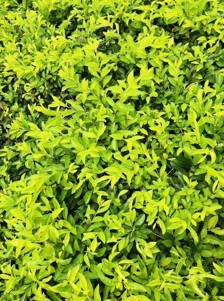 鲜花 花束 花朵 花草 花卉 生物世界