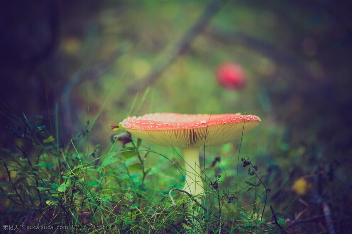 红色的蘑菇 地面 蘑菇 森林 危险 自然 毒蘑菇 黑色