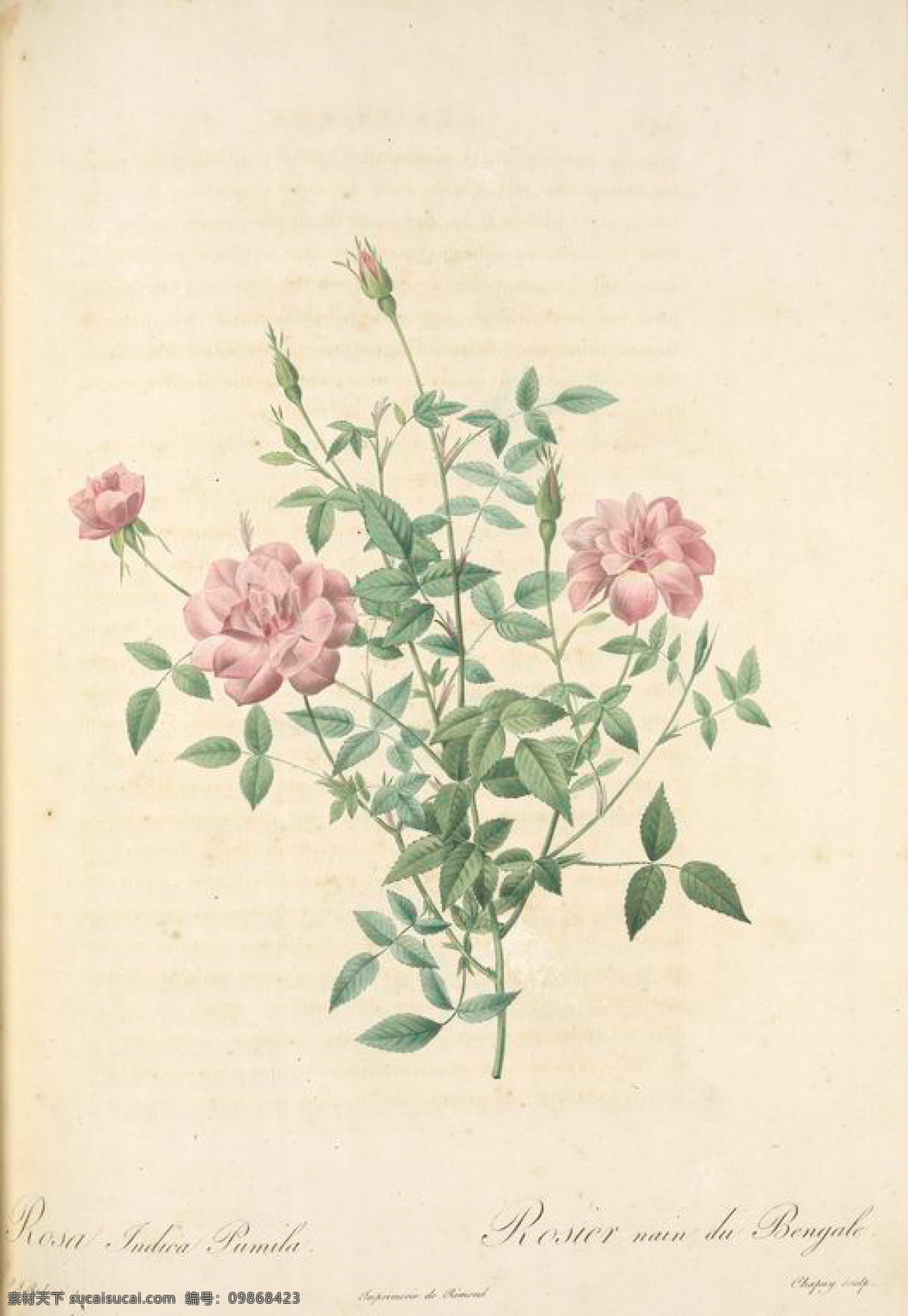 复古 油画 玫瑰 花卉 花 艺术名画 植物图 文化艺术