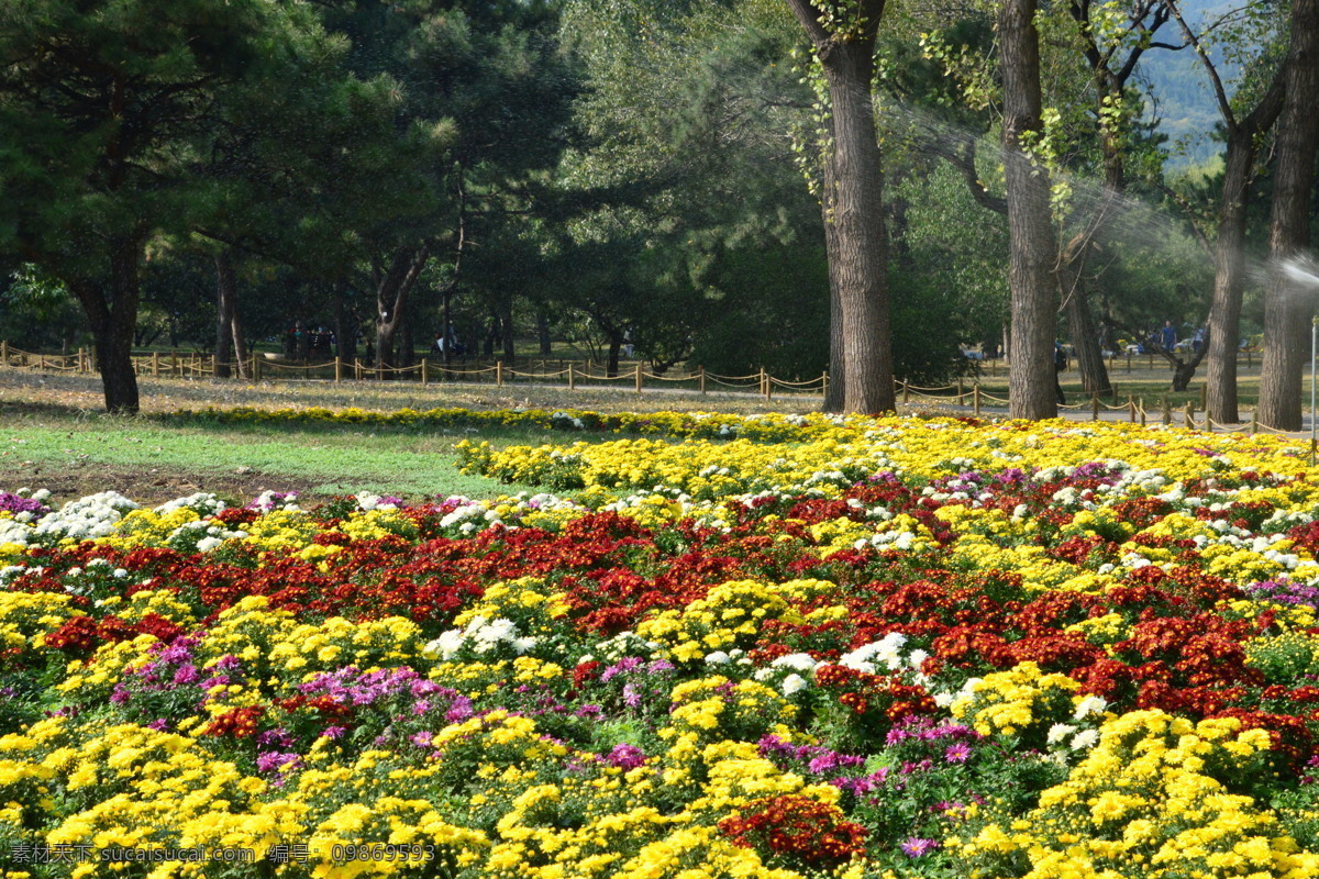 喷灌菊花 喷灌 水雾 水珠 植物园美景 植物园风景 园林美景 菊花 观赏花卉 秋菊 园艺 花卉素材 寿客 金英 黄华 陶菊 花卉 花儿 花草 花朵 花瓣 花蕊 园林景观 菊菊花 生物世界