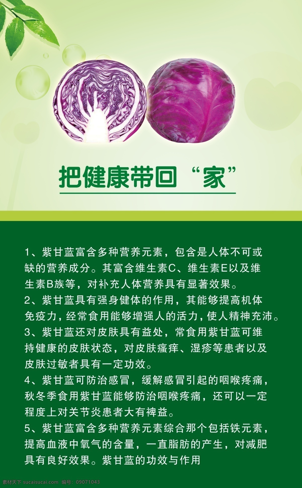 紫 甘蓝 功效 作用 紫甘蓝 绿色蔬菜 蔬菜功效 紫甘蓝功效 紫甘蓝作用 分层