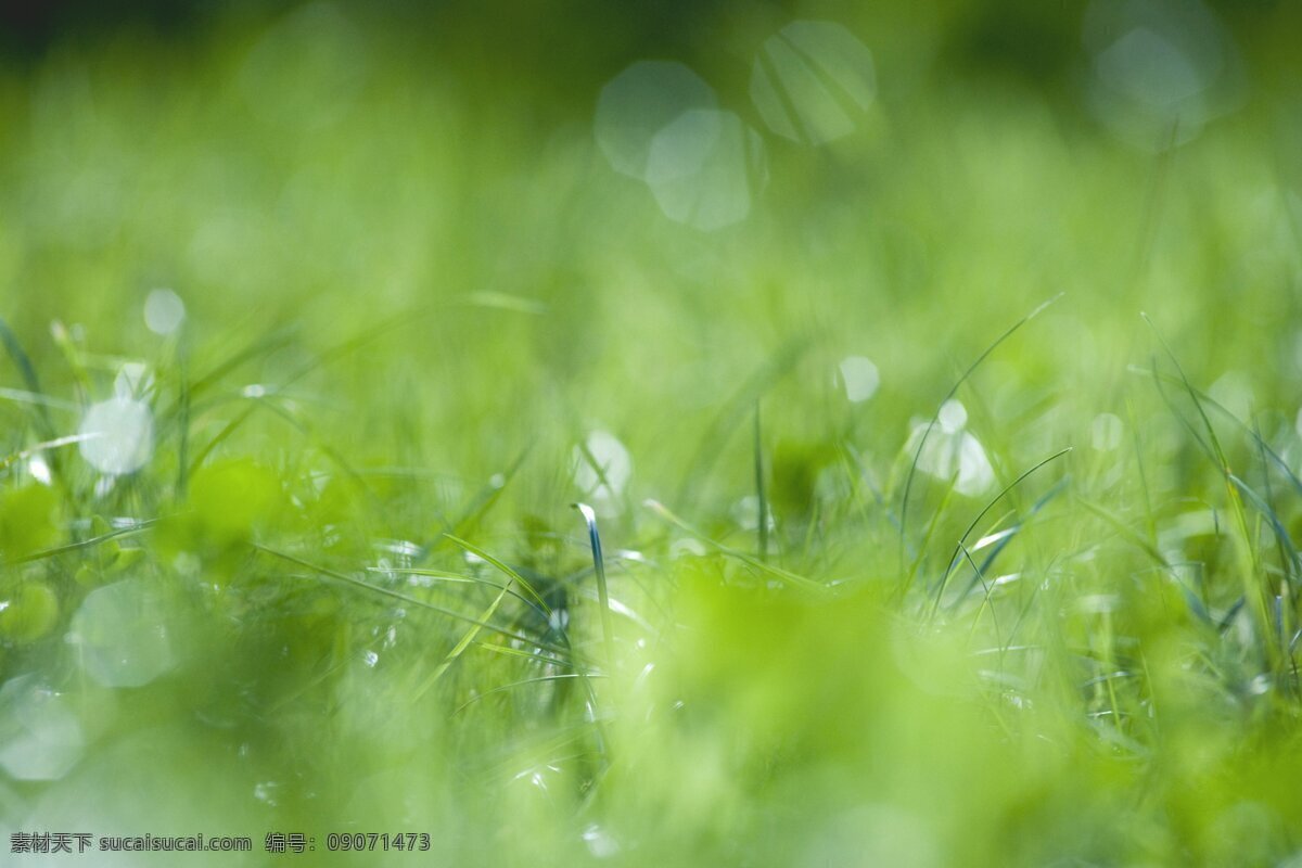 草丛图片素材 花草树叶 自然风景 树林 草丛 生物世界 花草树木