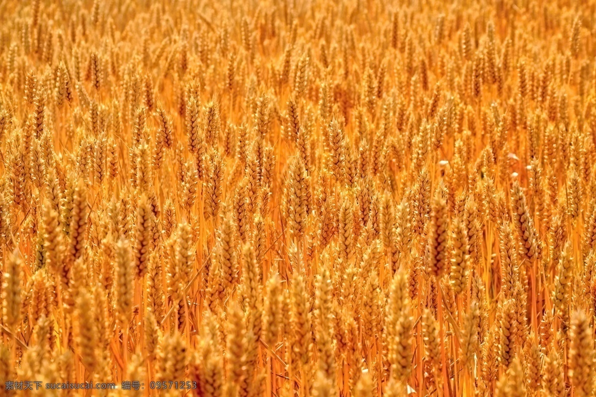 麦田 麦地 秋收季节 秋天 秋季 麦穗 田园风光 景色 美丽风景 风景摄影 其他类别 生活百科