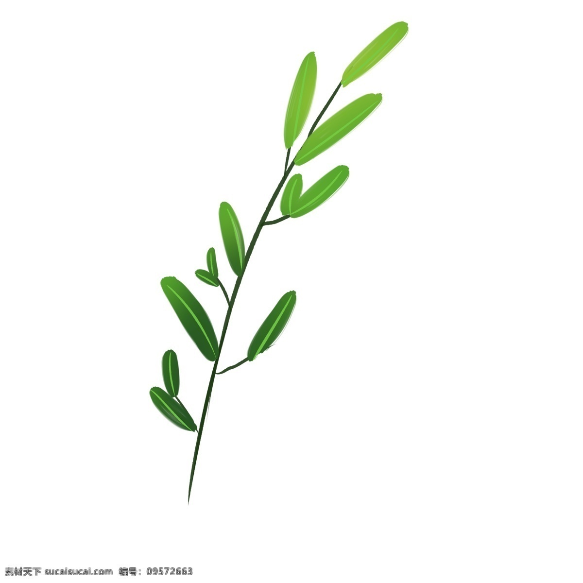 绿色 桉树 叶 植物 插画 桉树叶 树叶 绿色叶子 叶子 绿叶插图 桉树叶插画 植物插画 绿色叶子插图