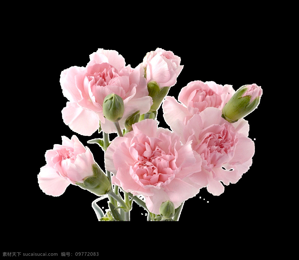 美色 郁金香 插画 png元素 花卉 免抠元素 欧式 透明元素 植物