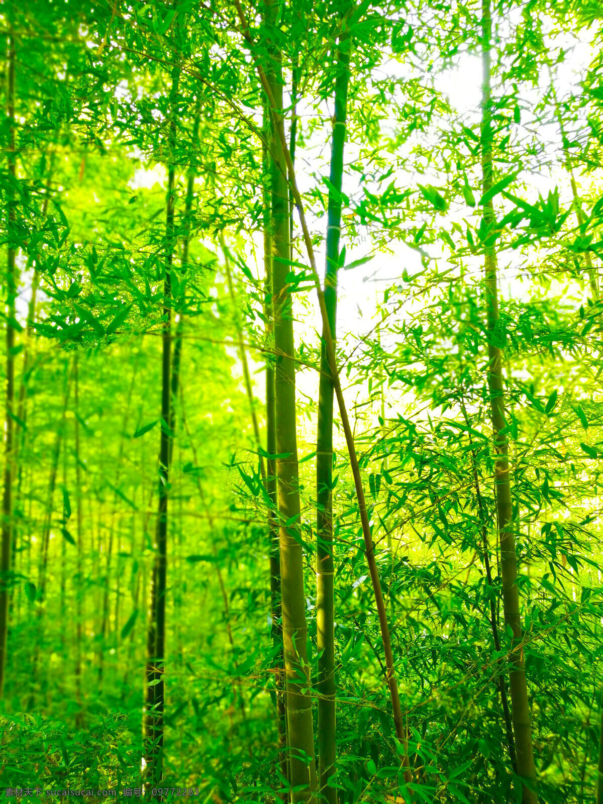竹 竹照片 竹子照片 主杆 竹叶 竹林 竹林照片 植物 植物照片 竹子背景照片 树叶 生物世界 树木树叶