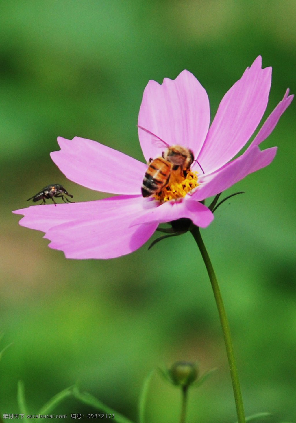 昆虫 波斯菊 红花 花 精灵 蜜蜂 勤劳 昆虫与波斯菊 小虫子 与花共舞 生物世界