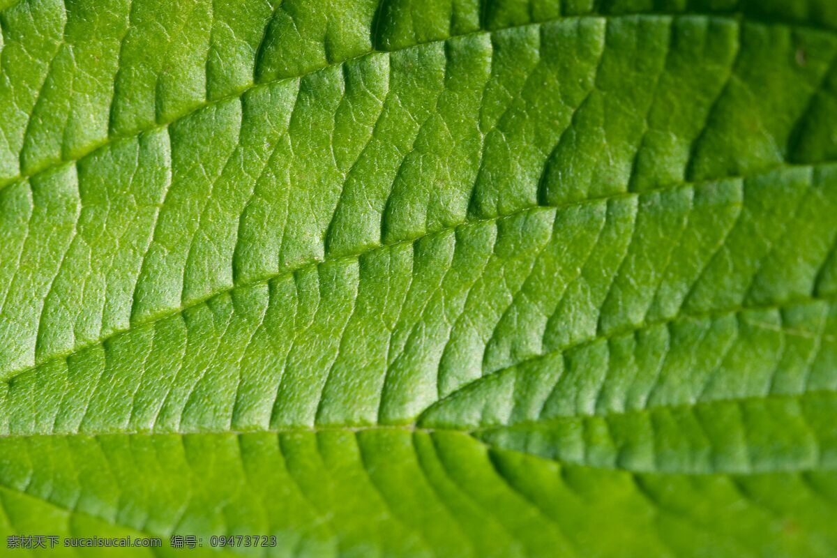 绿色植物 叶子 细节 纹理 图 绿叶 叶 脉络