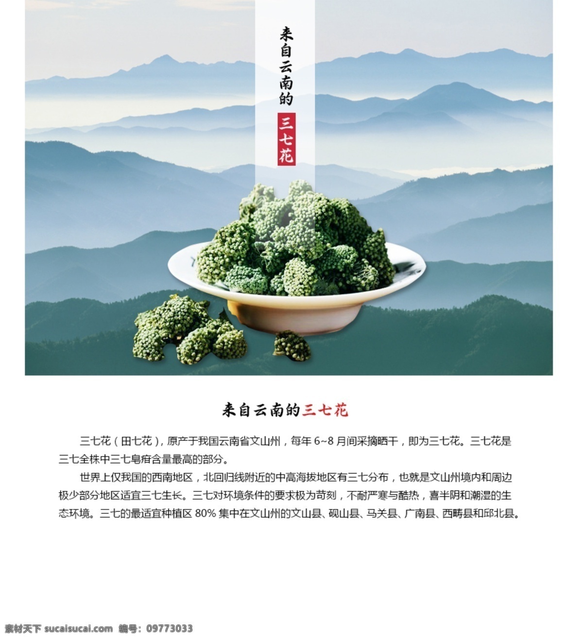 三七花 三七 野三七 中医文化 三七片 三七根 养生 海报