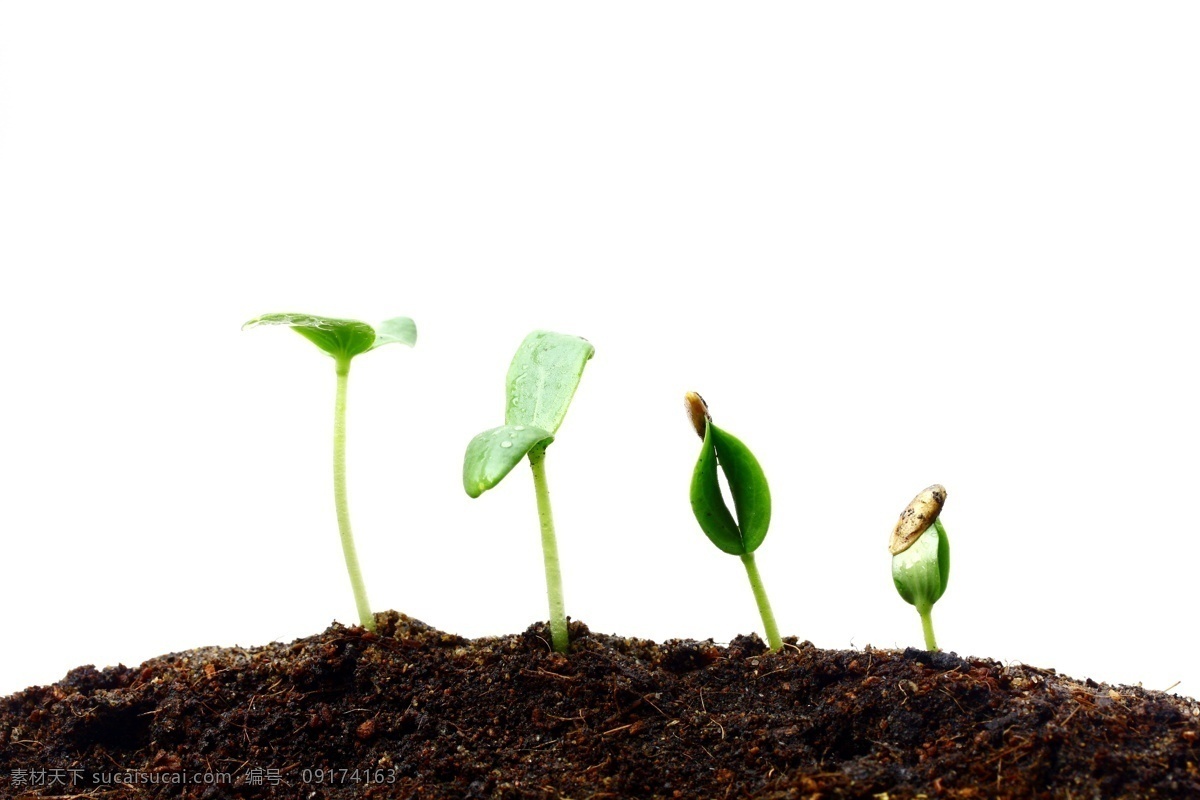 绿 芽 生长 过程 植物生长 泥土 土壤 幼苗 绿芽 植物新芽 花草树木 生物世界