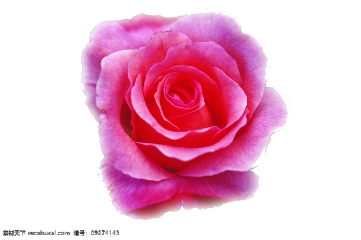 粉色 花朵 玫瑰 情人节 psd源文件