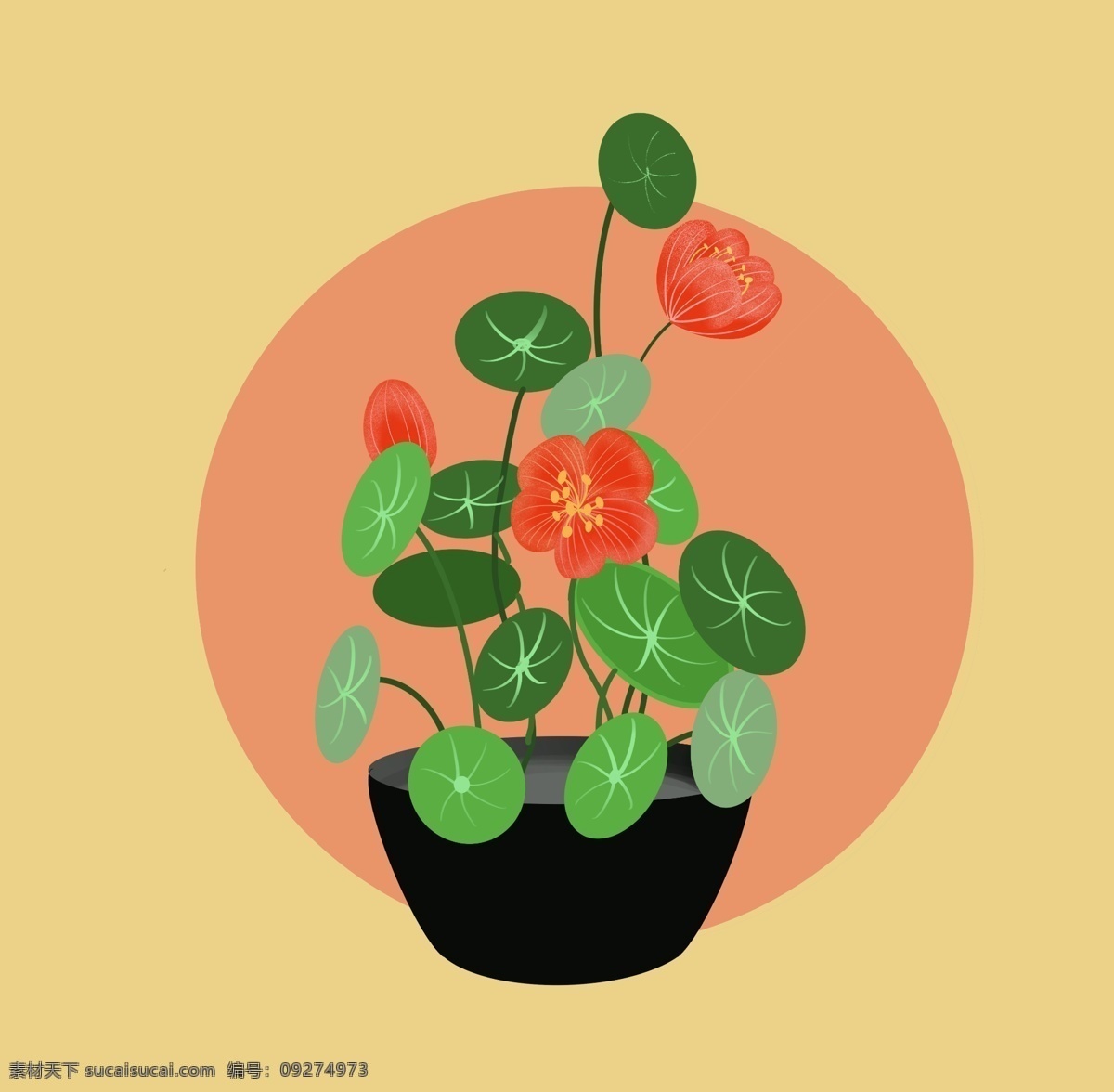 小 清新 旱 金莲 盆栽 插图 小清新 植物 旱金莲 绿色 情感表达