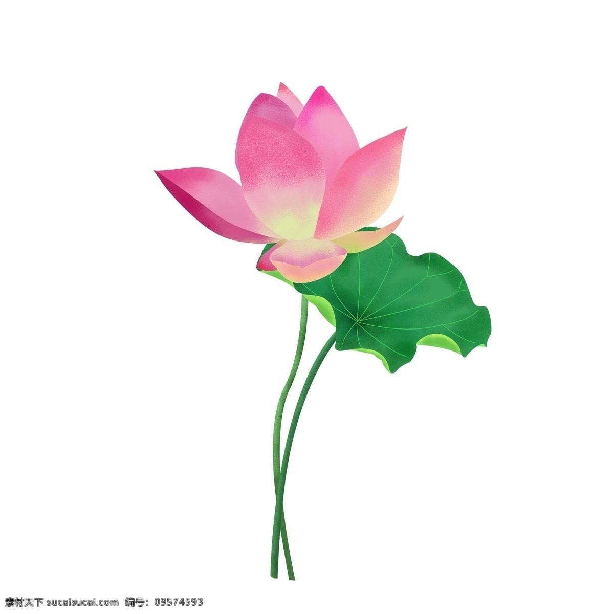 手绘 噪 点 荷花 荷叶 植物 小 插画 免 扣 元素 手绘荷花 手绘植物 手绘荷叶 噪点荷叶插画 早点荷花插画