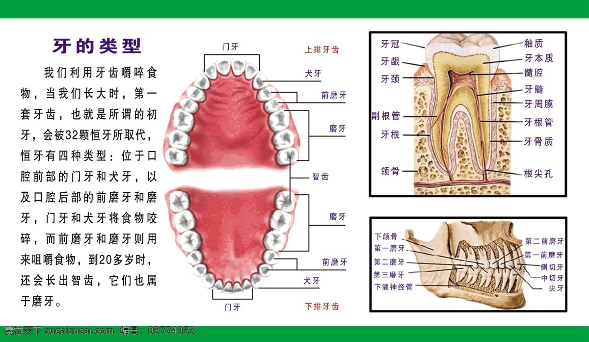 牙齿结构图 牙齿结构 牙齿类型 分层 牙科 源文件库