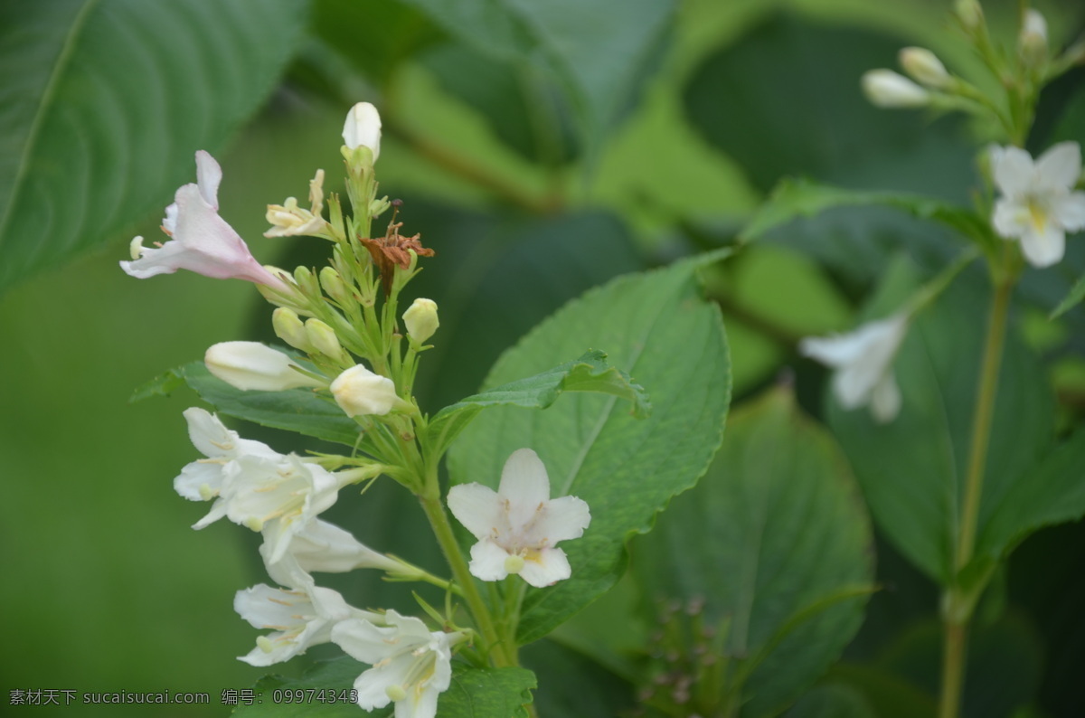 锦带花 花卉 锦带 海仙 忍冬科 花 属 聚伞花序 枝顶 叶腋 漏斗状钟形 白变红 一枝 数朵 花卉系列 花草 生物世界