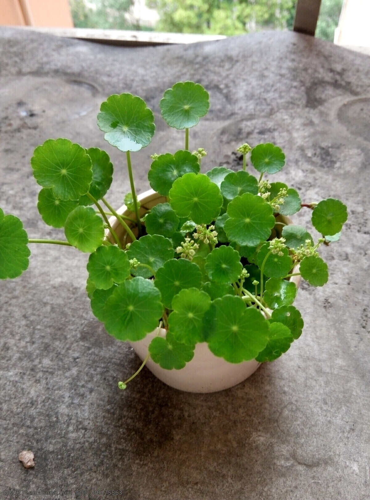 绿色植物 金钱草 绿叶植物 铜钱草 春天的植物 开花的铜钱草 生物世界 花草