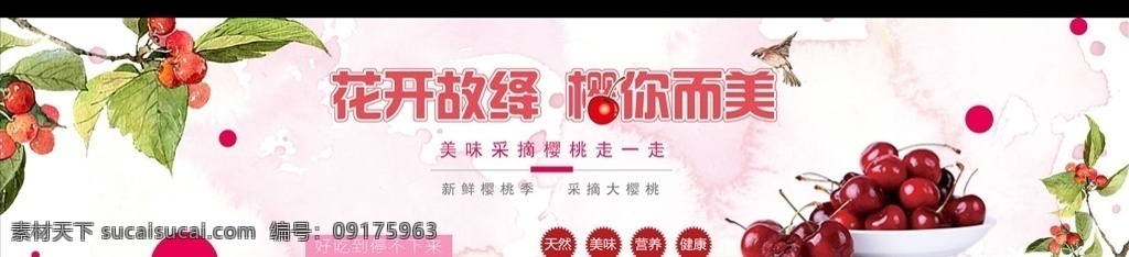 樱桃海报图 樱桃 benner banner 水果 樱桃红了 大樱桃 樱桃采摘 水果海报 淘宝海报 淘宝界面设计 广告 淘宝