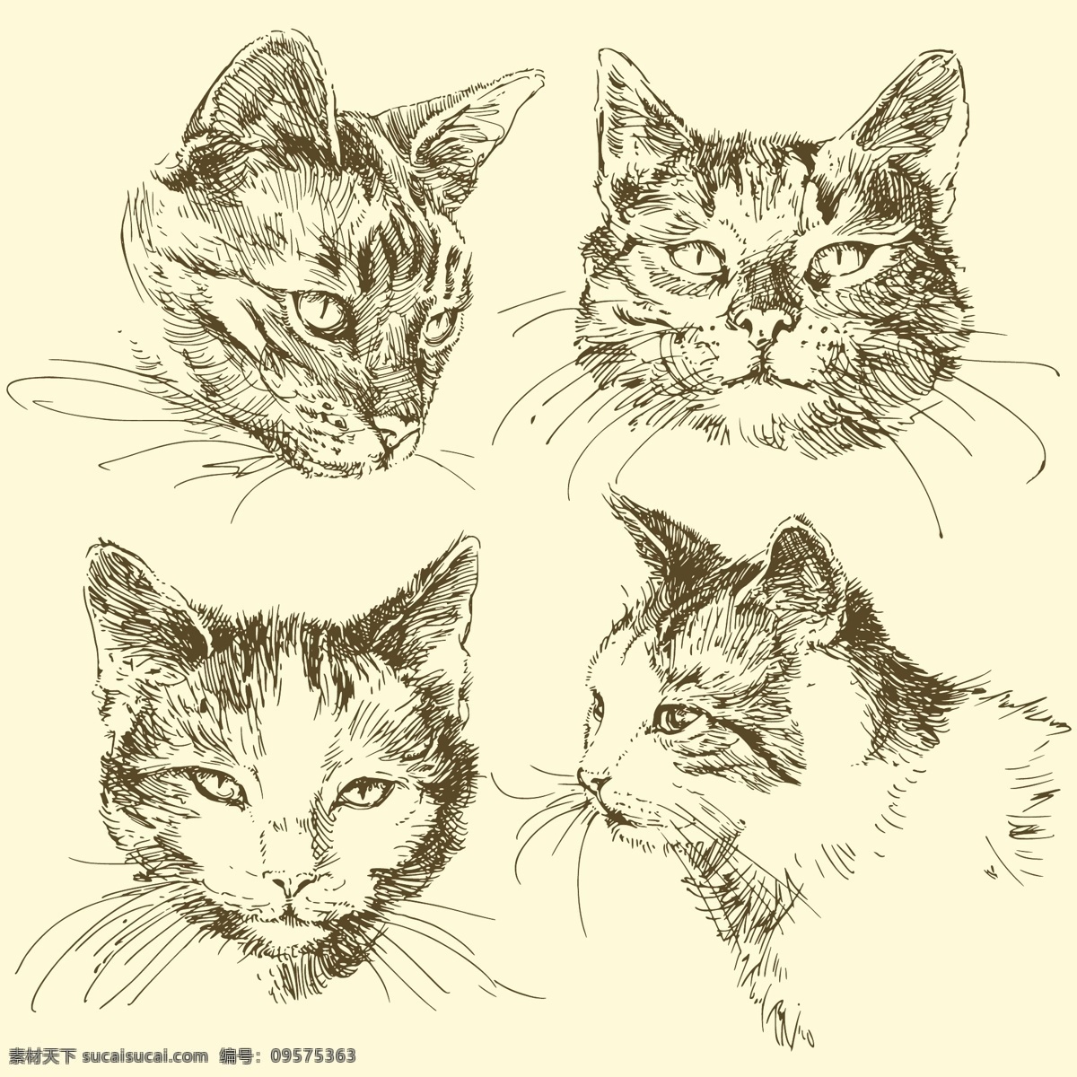 素描猫咪猫头 猫咪 猫头 可爱 素描 钢笔画 矢量 素描画 其他设计