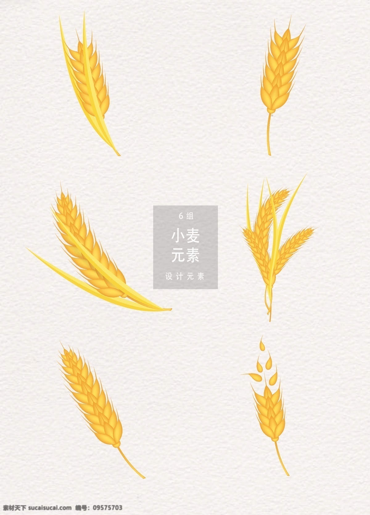 黄金 小麦 元素 植物 麦穗 金色 黄色 小满 二十四节气 设计元素 传统节气 五谷 谷物 麦子