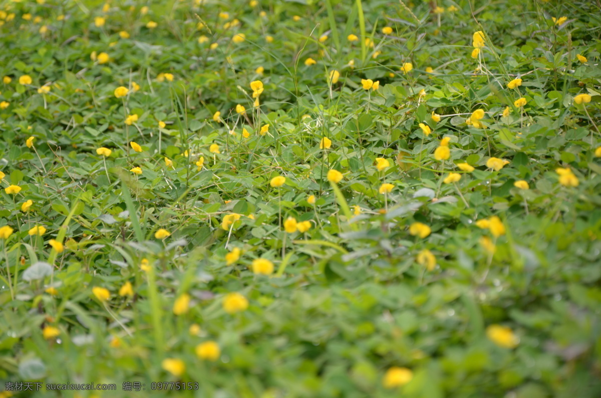 小黄花 花 花卉 公园 草丛黄色小花 草地 品种花 植物 生物世界 花草