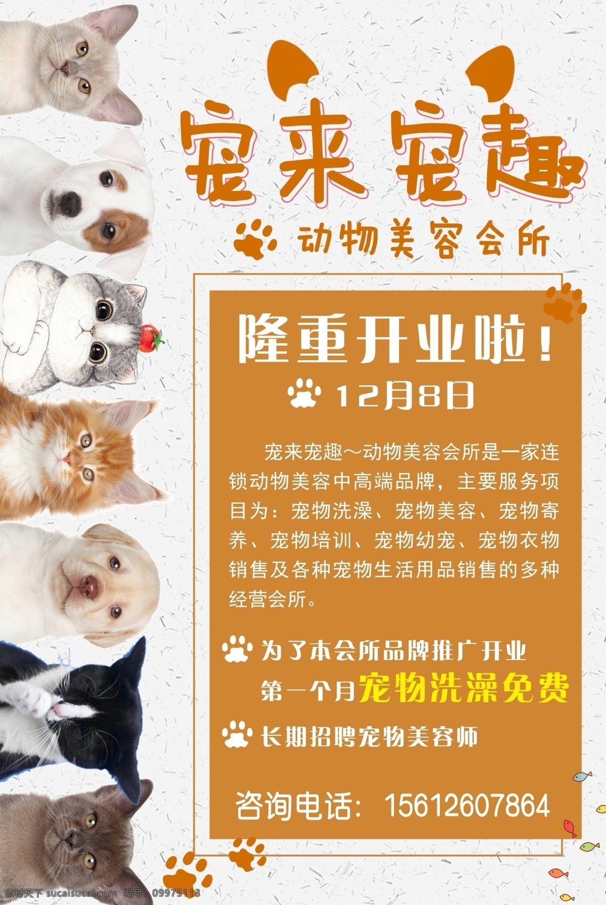 宠物海报 宠物 宠物店 宠物彩页 狗 喷绘海报 展板模板
