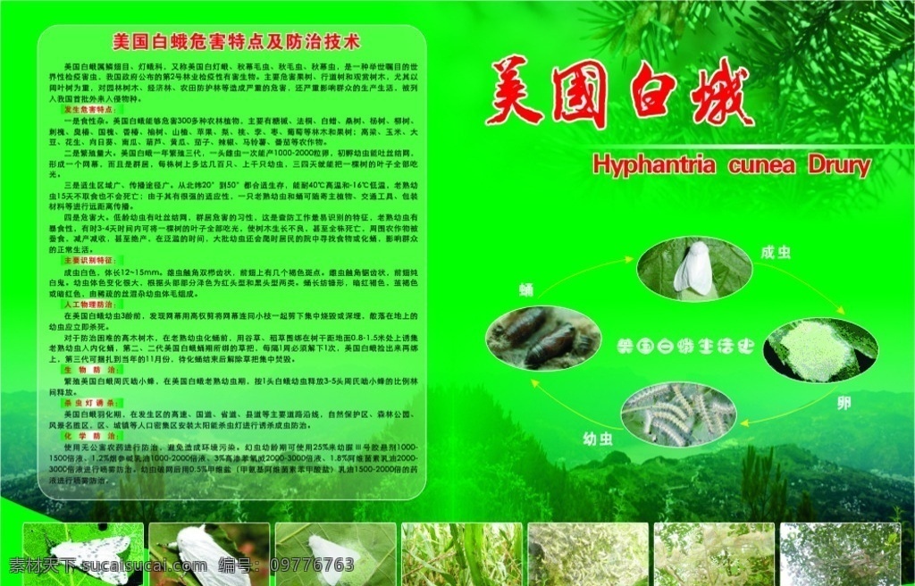 美国 白蛾 招贴画 森林业 美国白蛾 绿色 流程图 森林 大自然 防治技术 招贴设计