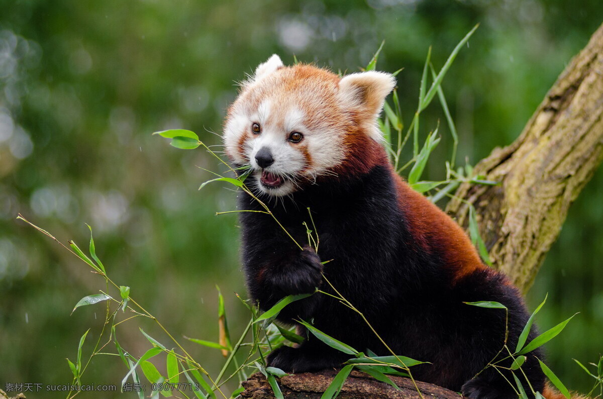 野生 小熊猫 高清 可爱 熊猫 红熊猫 哺乳动物 野生动物