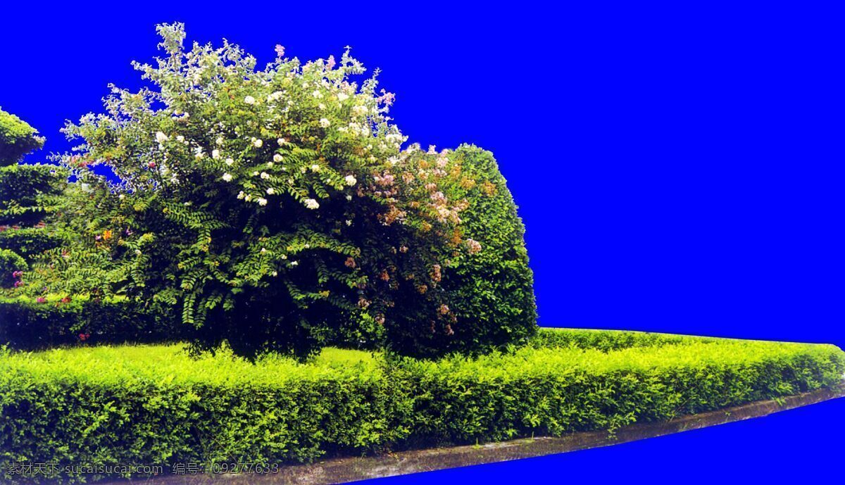 灌木 植物 贴图素材 建筑装饰 2025 设计素材 蓝色