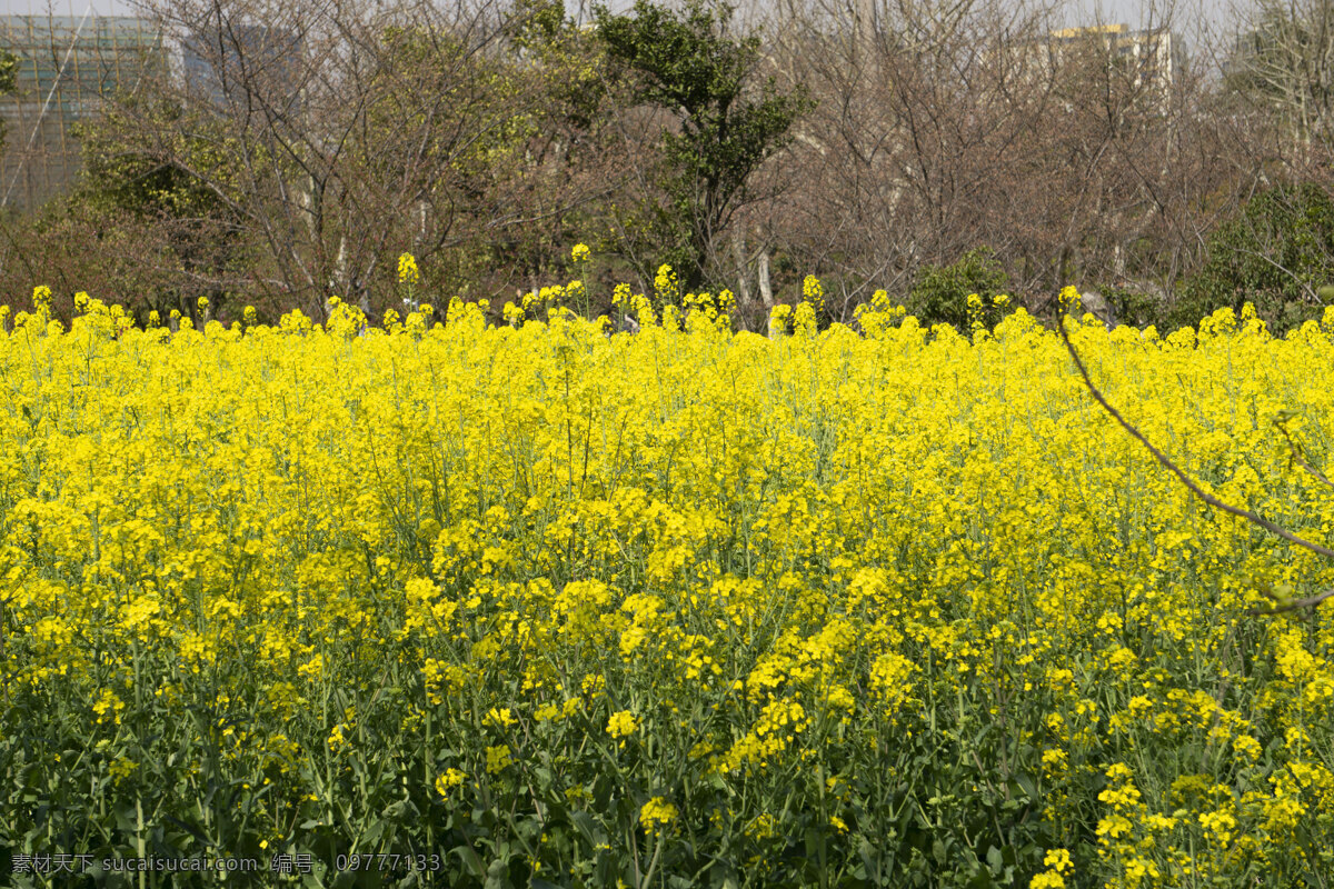春天 片 黄色 油菜花 风景摄影 黄色花 桃花 樱花 植物 绿色 千库原创